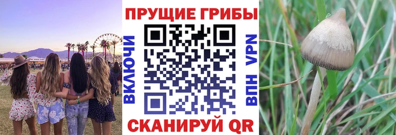 hydra ССЫЛКА  Шумиха  Псилоцибиновые грибы GOLDEN TEACHER  купить наркоту 